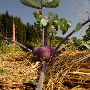 RESTAURATION_KARMA_LING Ecosite d'Avallon potager biologique