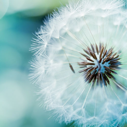 SEMINAIRE_PLEINE_PRESENCE_UNE Open Mindfulness Training