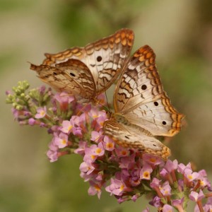 Mindfulness couples