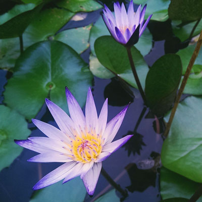 SEMINAIRE_OPEN_MINDFULNESS_4_WEEK_END-INSTITUT_PLEINE_PRESENCE Séminaire Open Mindfulness Training