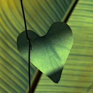 psychologie contemplative