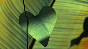 psychologie contemplative