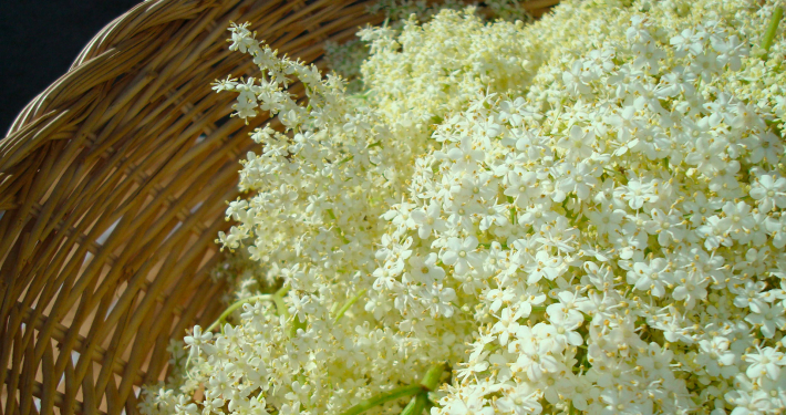 plantes et pleine présence