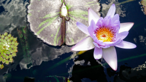Cycles Open Mindfulness Training