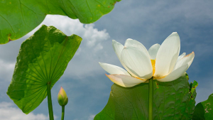 Cycle Open Mindfulness Training ® en 8 soirées